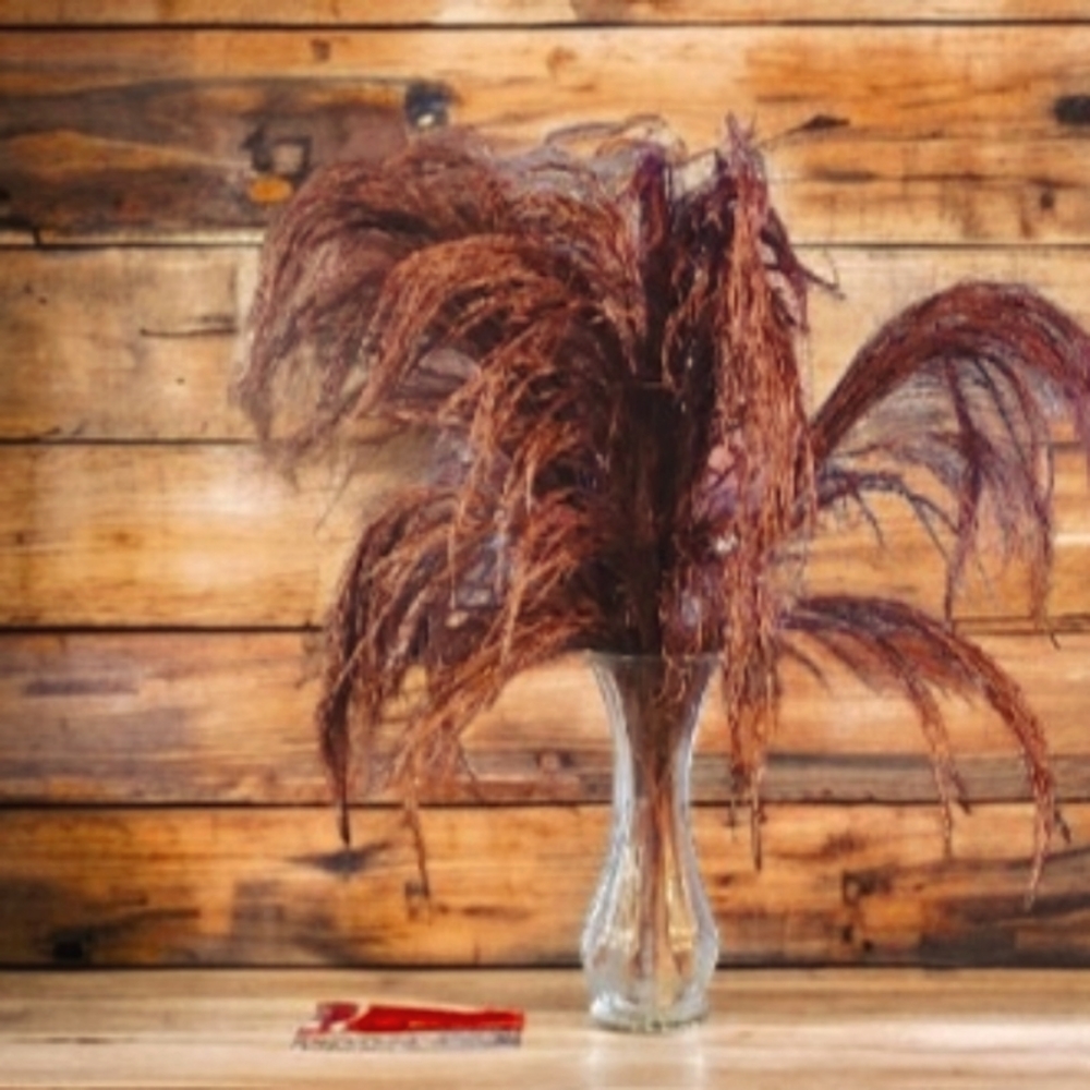 Preserved bronze pampas grass